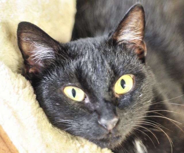 Pets that need homes Wynona
